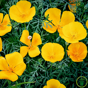 Eschscholtzia de Californie Golden West en fleur, pétales jaune doré éclatant