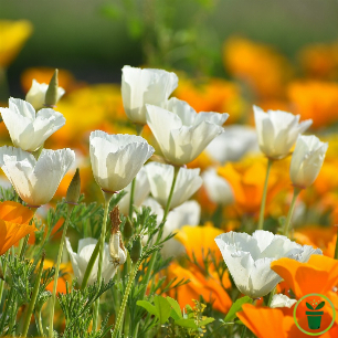 Fleur blanc pur d'Eschscholtzia de Californie au soleil