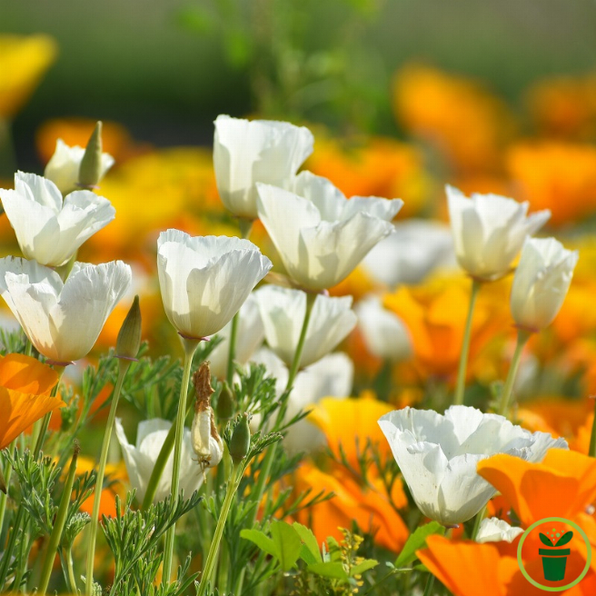 Fleur blanc pur d'Eschscholtzia de Californie au soleil