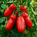Tomate San Marzano 60 graines