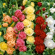 Fleurs doubles en pompons multicolores de Rose Trémière au jardin