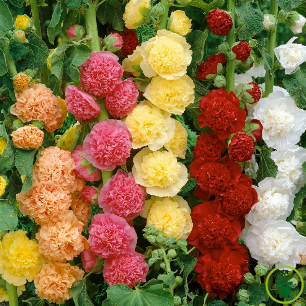 Fleurs doubles en pompons multicolores de Rose Trémière au jardin