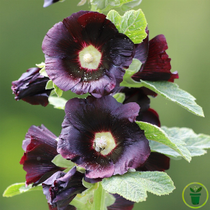 Fleurs noires de Rose Trémière Alcea rosea Nigra au jardin 
