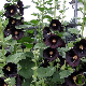 Fleurs noires de Rose Trémière Alcea rosea Nigra au jardin 