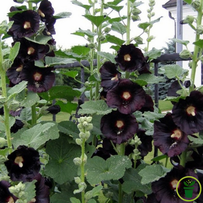 Fleurs noires de Rose Trémière Alcea rosea Nigra au jardin 