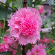 Fleurs doubles roses en pompons de Rose Trémière au jardin 