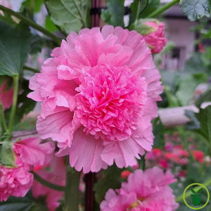 Fleurs doubles roses en pompons de Rose Trémière au jardin 