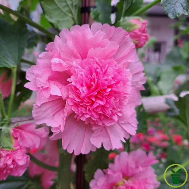Fleurs doubles roses en pompons de Rose Trémière au jardin 