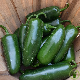 Graines de piment Jalapeño vert et rouge, variété charnue reproductible