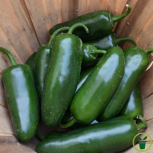 Graines de piment Jalapeño vert et rouge, variété charnue reproductible