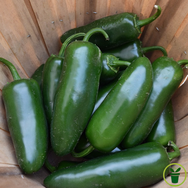 Graines de piment Jalapeño vert et rouge, variété charnue reproductible