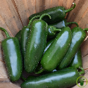 Piment Jalapeño 100 graines
