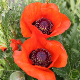 Pavot d'Orient rouge, immense fleur vivace au jardin 
