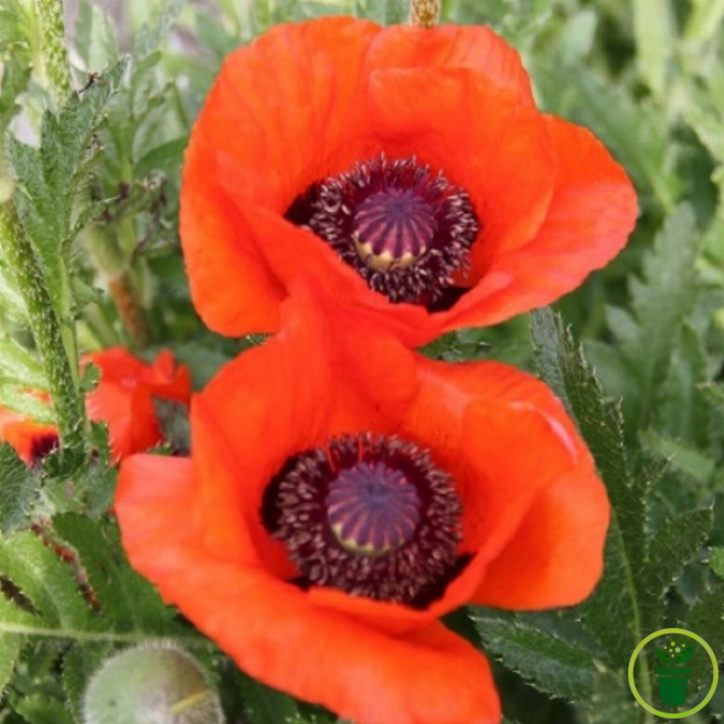 Pavot d'Orient rouge, immense fleur vivace au jardin 