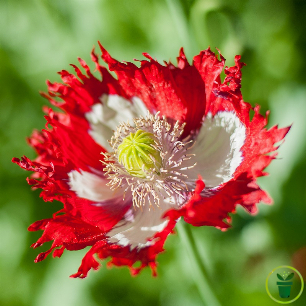 Pavot Drapeau Danois, pétale rouge à croix blanche centrale 