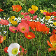 Pavot d'Islande varié, fleurs orange jaune blanc en rocaille 