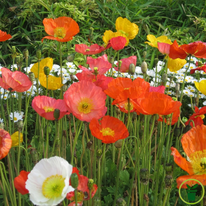 Pavot d'Islande varié, fleurs orange jaune blanc en rocaille 