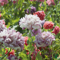 Pavot Flemish Antique 1200 graines