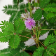 Feuilles de Mimosa pudica Sensitive se repliant au toucher