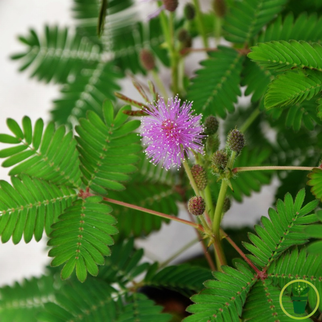 Feuilles de Mimosa pudica Sensitive se repliant au toucher