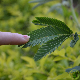 Feuilles de Mimosa pudica Sensitive se repliant au toucher