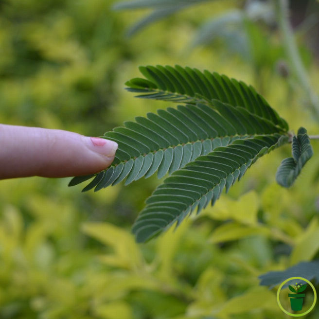 Feuilles de Mimosa pudica Sensitive se repliant au toucher