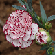 Oeillet des fleuristes blanc bordé rose, fleurs doubles parfumées au jardin