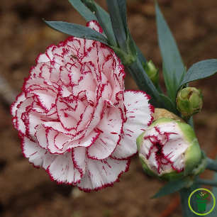 Oeillet des fleuristes blanc bordé rose, fleurs doubles parfumées au jardin