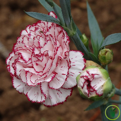 Oeillet des fleuristes blanc bordé de rose 100 graines