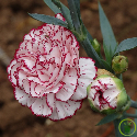 Oeillet des fleuristes blanc bordé de rose 100 graines