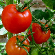 Tomate Saint-Pierre 60 graines