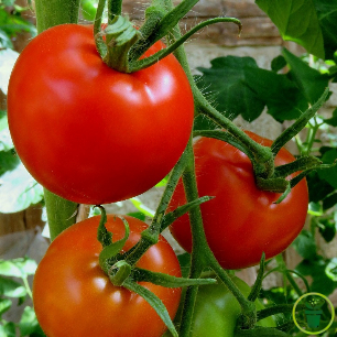 Tomate Saint-Pierre 60 graines