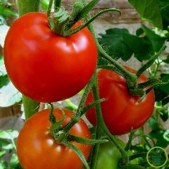 Tomate Saint-Pierre 60 graines