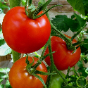 Tomate Saint-Pierre 60 graines