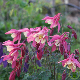 Graines d'Ancolie vulgaris double variée aux fleurs doubles multicolores