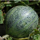 Graines de Melon Ananas d'Amérique à chair rouge, variété ancienne