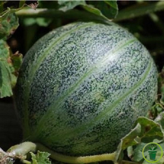 Melon ananas d'Amérique à chair rouge 30 graines