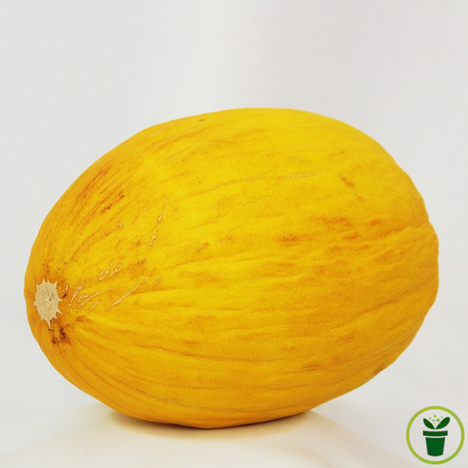 Graines de Melon Jaune Canari, chair juteuse, longue conservation