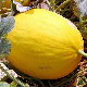 Graines de Melon Jaune Canari, chair juteuse, longue conservation