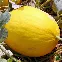 Graines de Melon Jaune Canari, chair juteuse, longue conservation