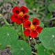 Fleurs bordeaux de la Capucine naine King Théodore en pleine floraison