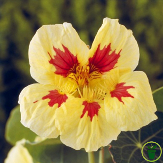 Fleurs crème et pêche de la Capucine naine Peach Melba au jardin