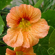Fleurs crème et pêche de la Capucine naine Peach Melba au jardin
