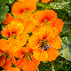 Capucine naine Whirleybird aux fleurs doubles jaune-orange au jardin