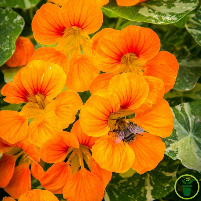 Capucine naine Whirleybird aux fleurs doubles jaune-orange au jardin