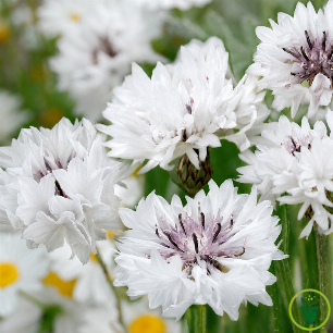Graines de Centaurée cyanus White Ball - bleuet blanc à semer au jardin