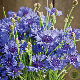 Fleurs bleu intense du bleuet Centaurée cyanus Blue Ball au jardin