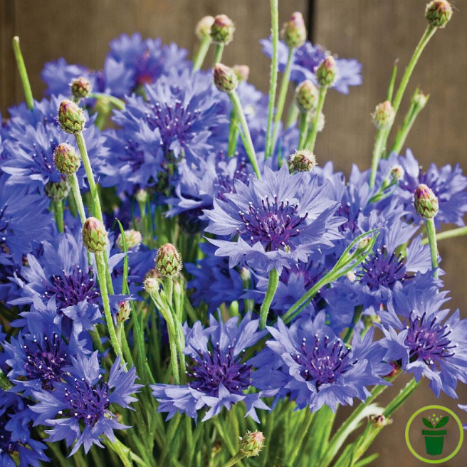 Fleurs bleu intense du bleuet Centaurée cyanus Blue Ball au jardin