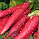 Graines de radis Rose de Pâques aux racines roses allongées et lisses