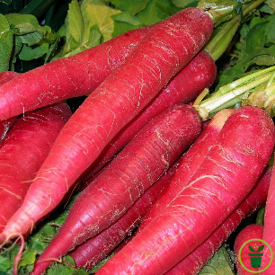Graines de radis Rose de Pâques aux racines roses allongées et lisses